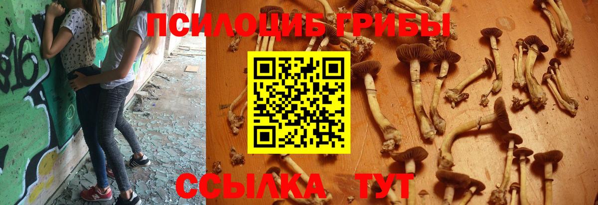 Галлюциногенные грибы Psilocybine cubensis Буйнакск